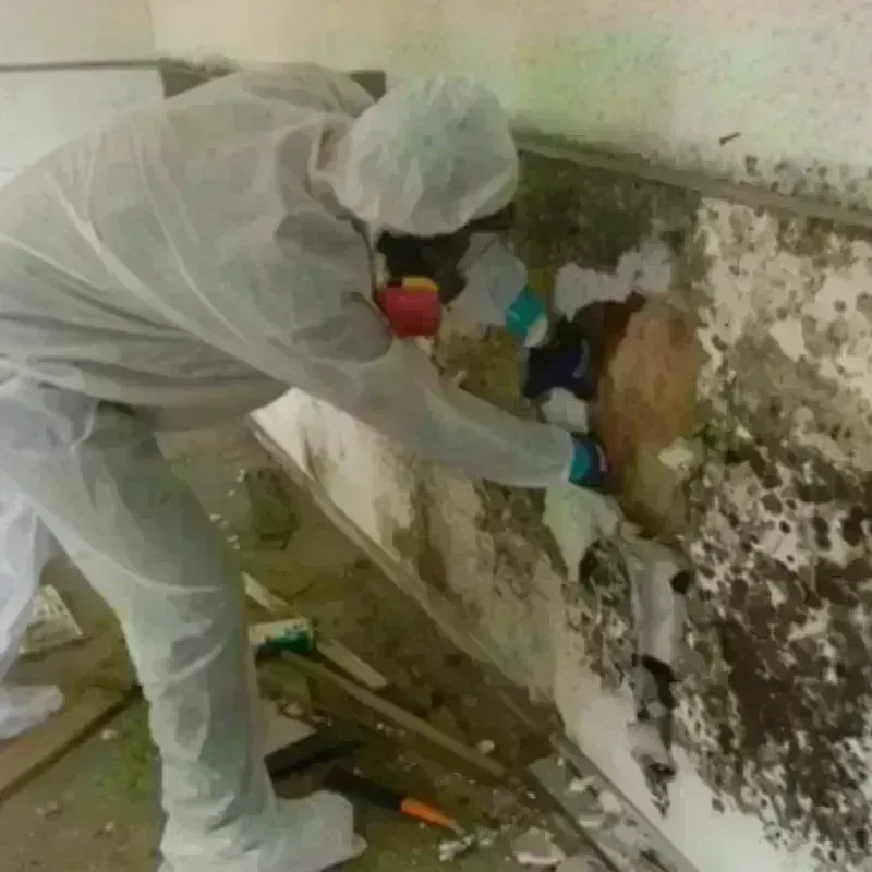 Mold Remediation and Removal in Great Falls, SC